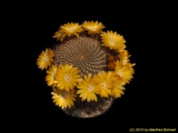 Sulcorebutia arenacea v. arenacea HS30 2138